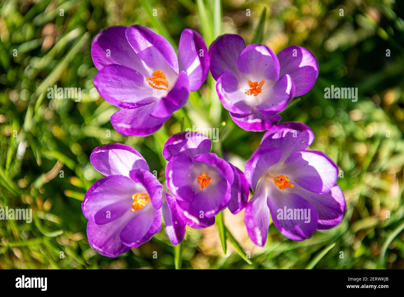 Purple flowers from above hi-res stock photography and images - Alamy