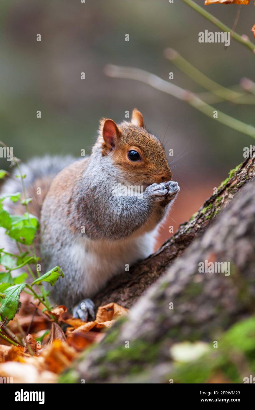 A Grey Squirrel at Brandon Hill, Bristol, Stock Photo