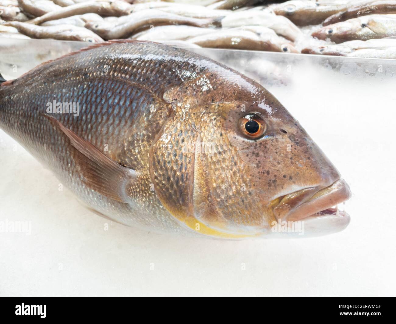 A big dentex in a fish market on ice. Common dentex (Dentex dentex). Stock Photo