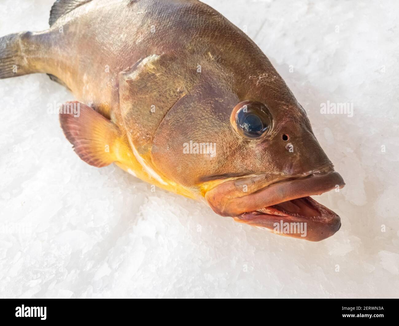 The Atlantic wreckfish, (Polyprion americanus), also known as the stone bass or bass groper in a fish market on ice,close up. Stock Photo