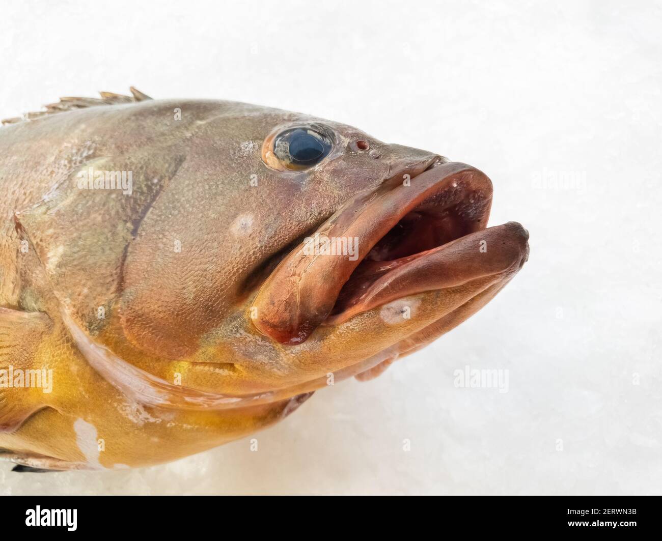 The Atlantic wreckfish, (Polyprion americanus), also known as the stone bass or bass groper in a fish market on ice,details close up. Stock Photo