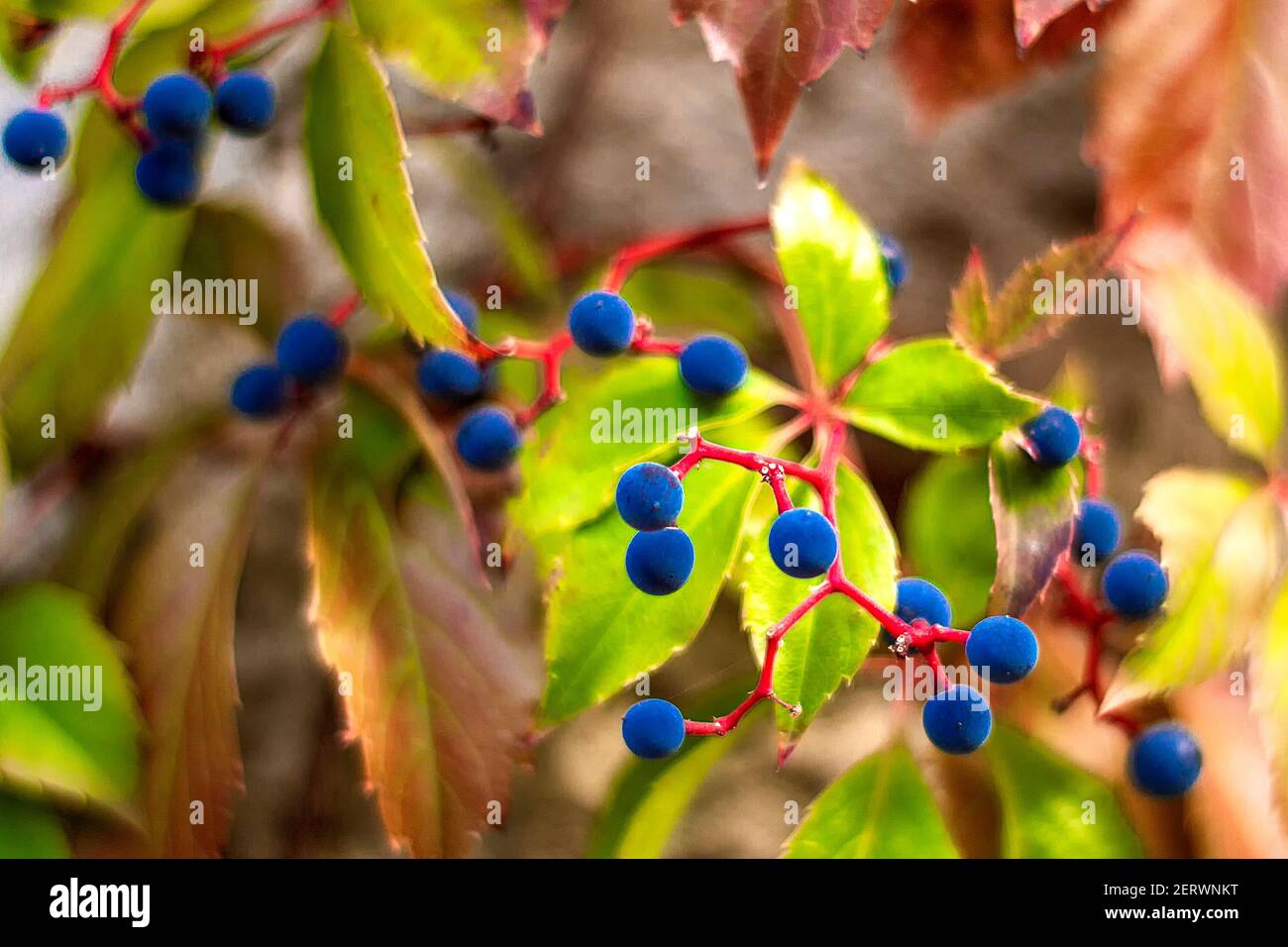 Crimean wild liane berries. A sunny autumn day is a front view. Stock Photo