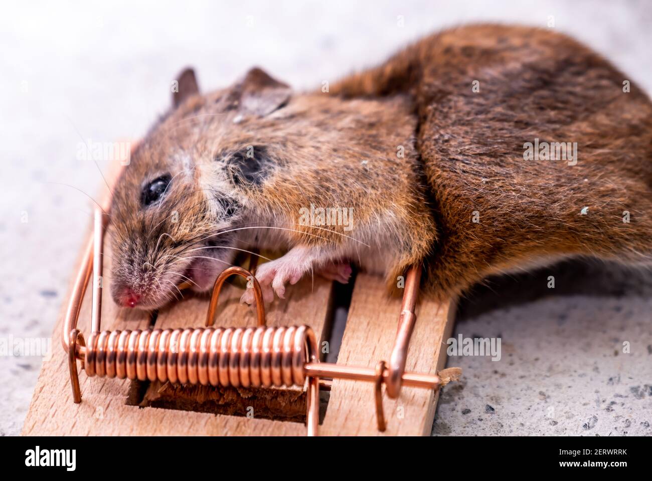 Dead mouse caught in snap trap outdoors Stock Photo - Alamy