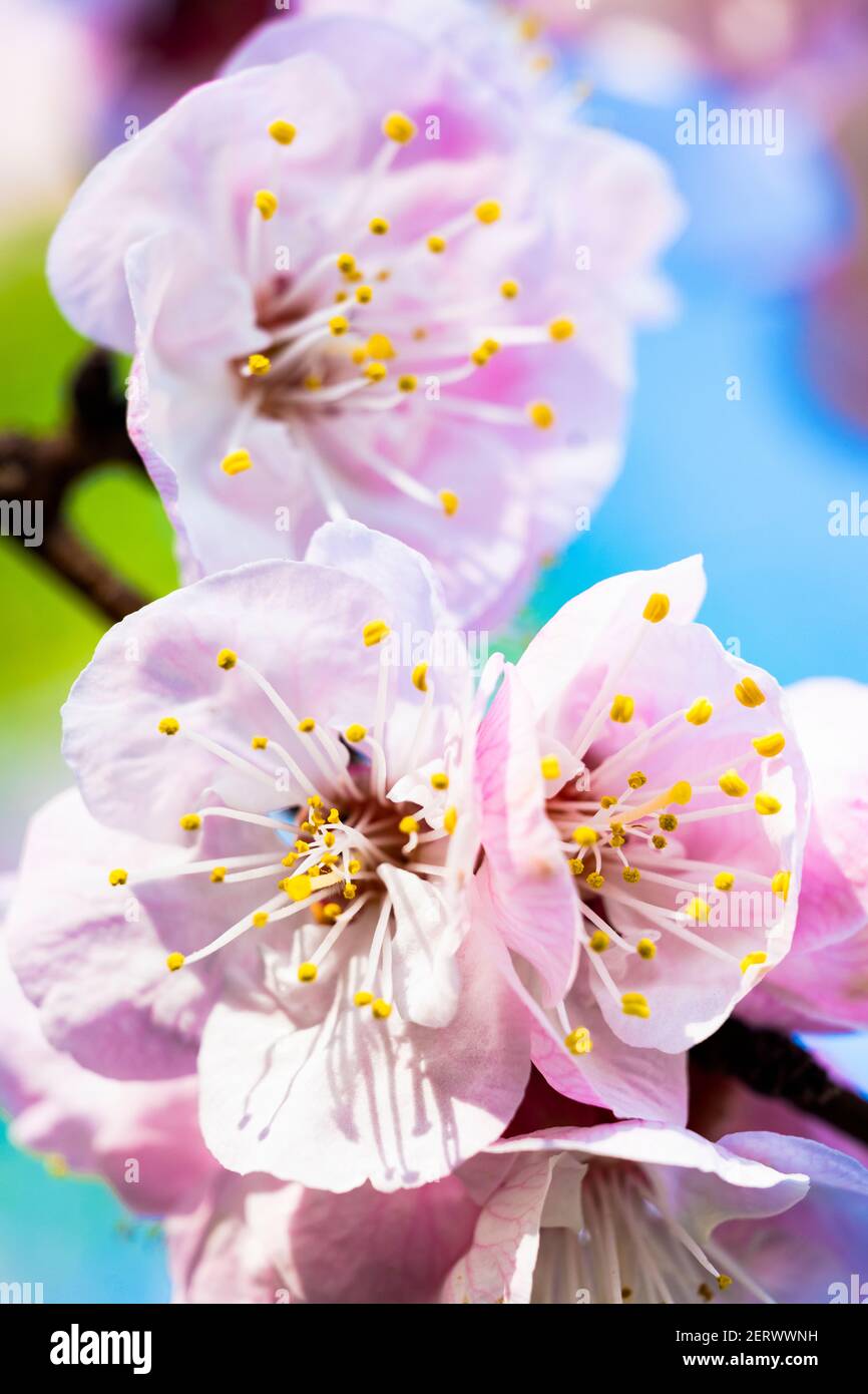 (Selective focus, focus on the pistils) Close-up view of some pistils of cherry blossoms during the flowering season. Natural background, Kyoto, Japan Stock Photo