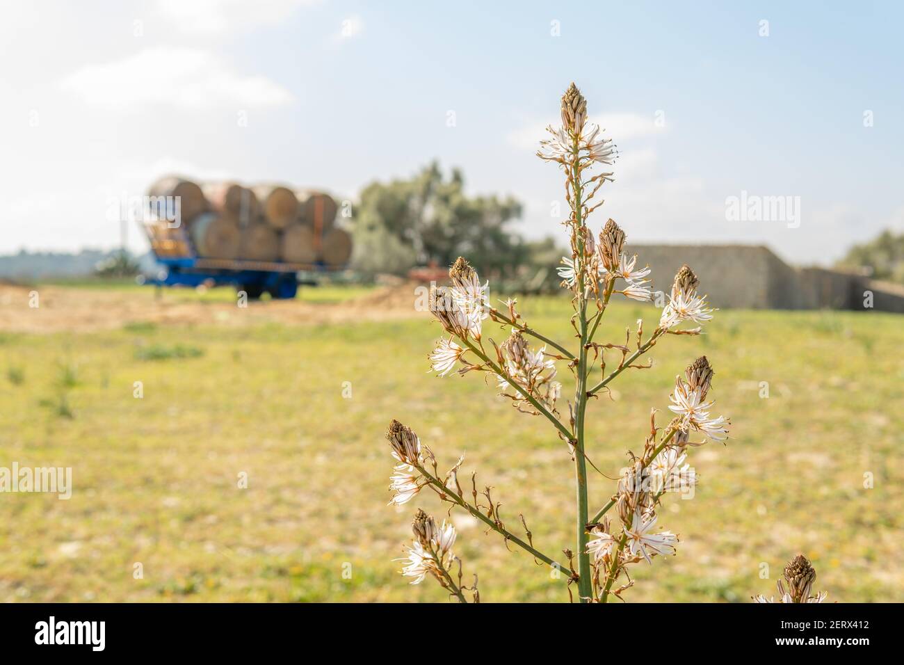 Close-up of a Mediterranean wildflower with white flowers. In the background out of focus, a scene of a rural farm in the interior of the island of Ma Stock Photo