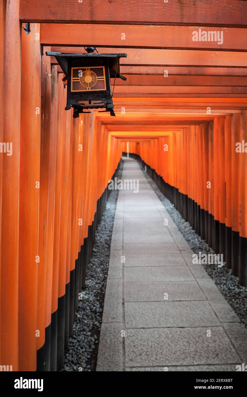 A tunnel of vermillion orange Torii gates at the famous Fushimi-Inari ...