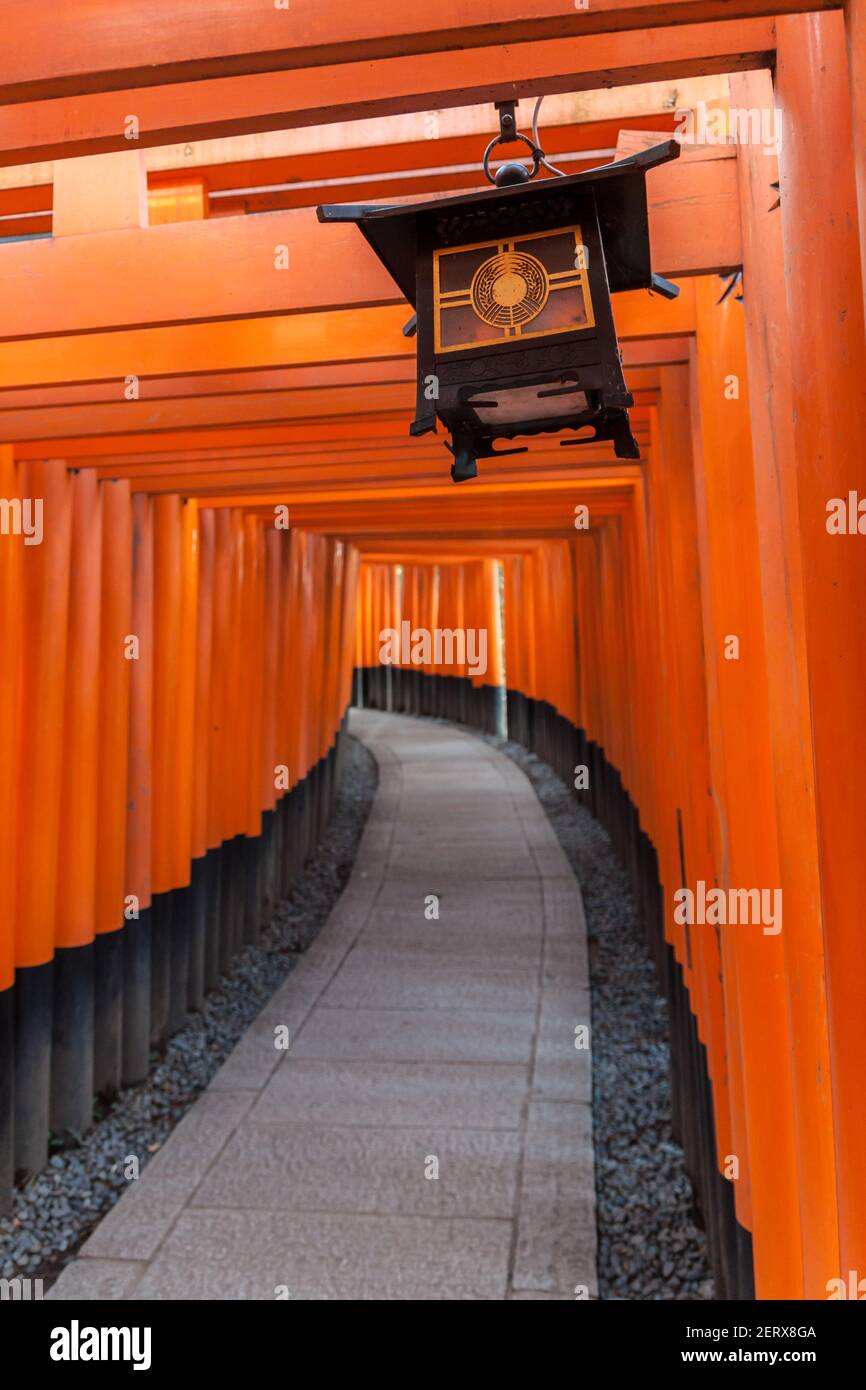 A tunnel of vermillion orange Torii gates at the famous Fushimi-Inari ...