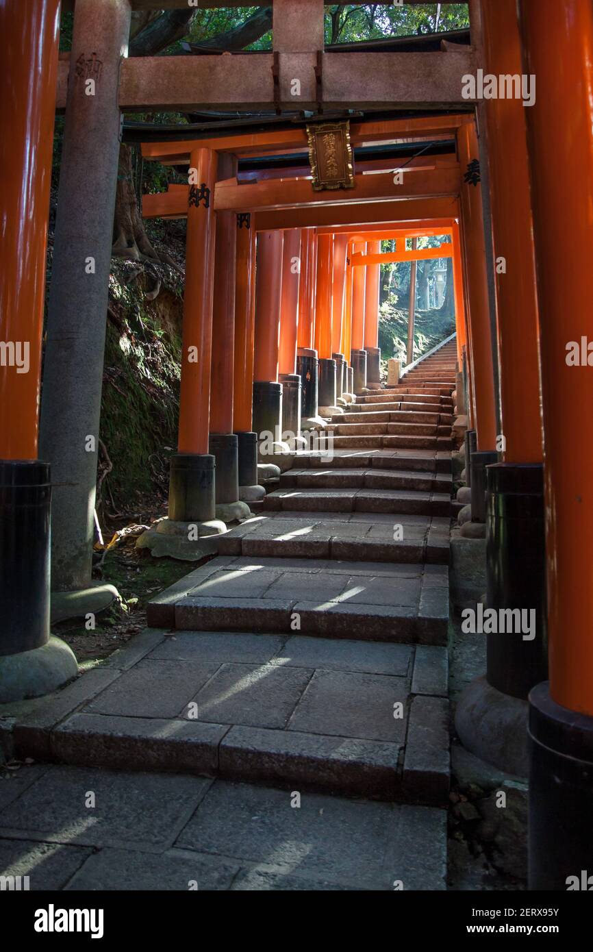 A tunnel of vermillion orange Torii gates at the famous Fushimi-Inari ...