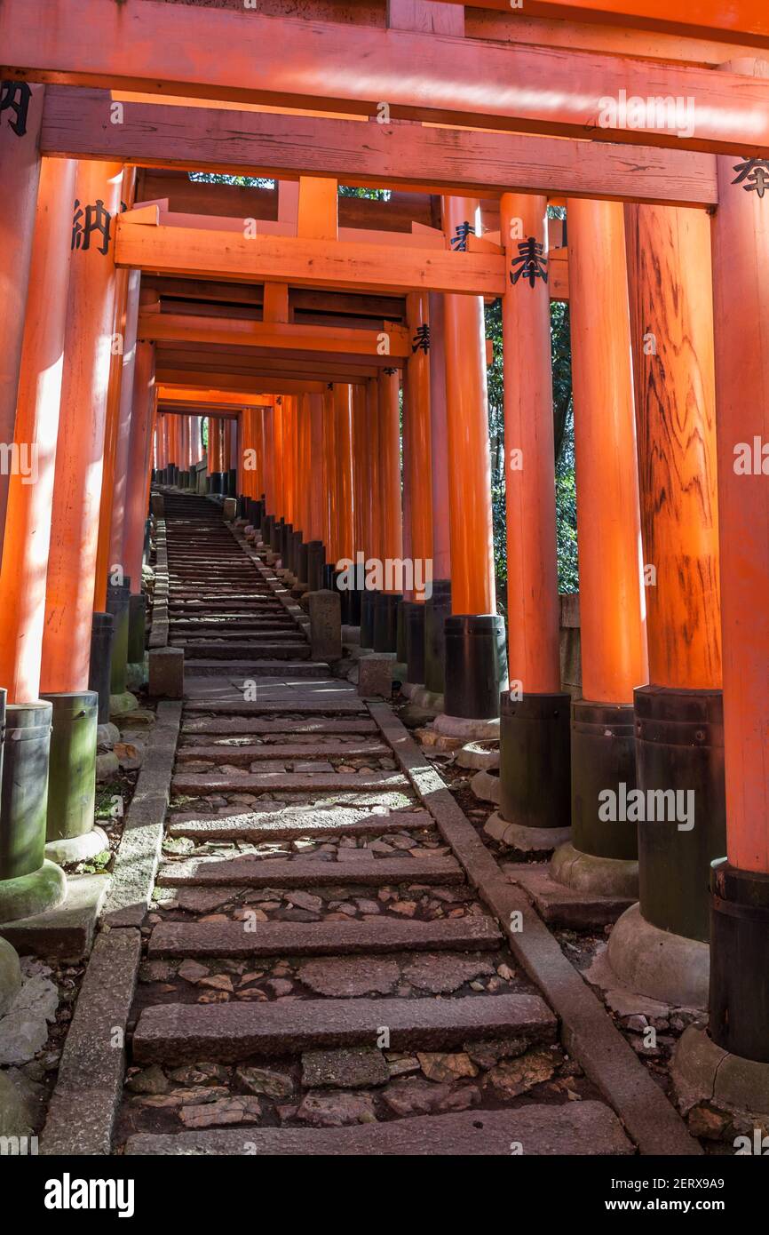 A tunnel of vermillion orange Torii gates at the famous Fushimi-Inari ...