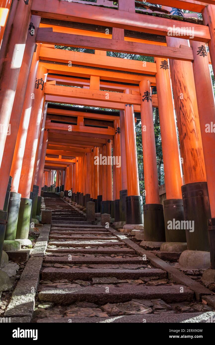 A tunnel of vermillion orange Torii gates at the famous Fushimi-Inari ...
