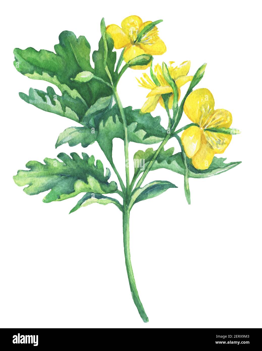 Celandine spring flowers (Chelidonium majus ). Hand drawn watercolor painting on white background. Stock Photo