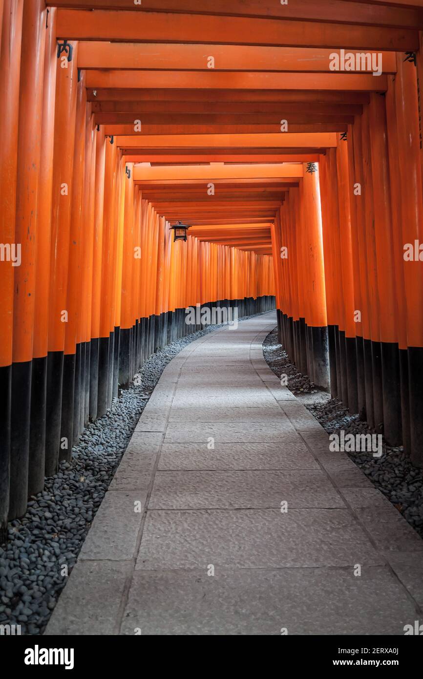 A tunnel of vermillion orange Torii gates at the famous Fushimi-Inari ...