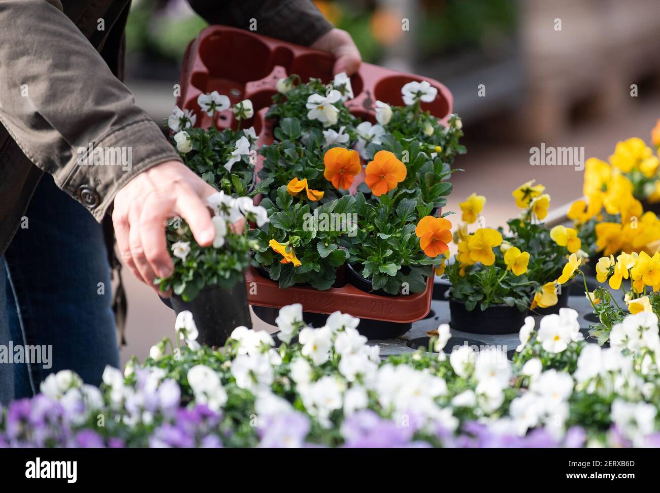 Lauffen Am Neckar, Germany. 01st Mar, 2021. A customer takes flowers at the Pflanzen  Mauk garden centre. As part of the first Corona loosenings, hobby gardeners  in several German states are once