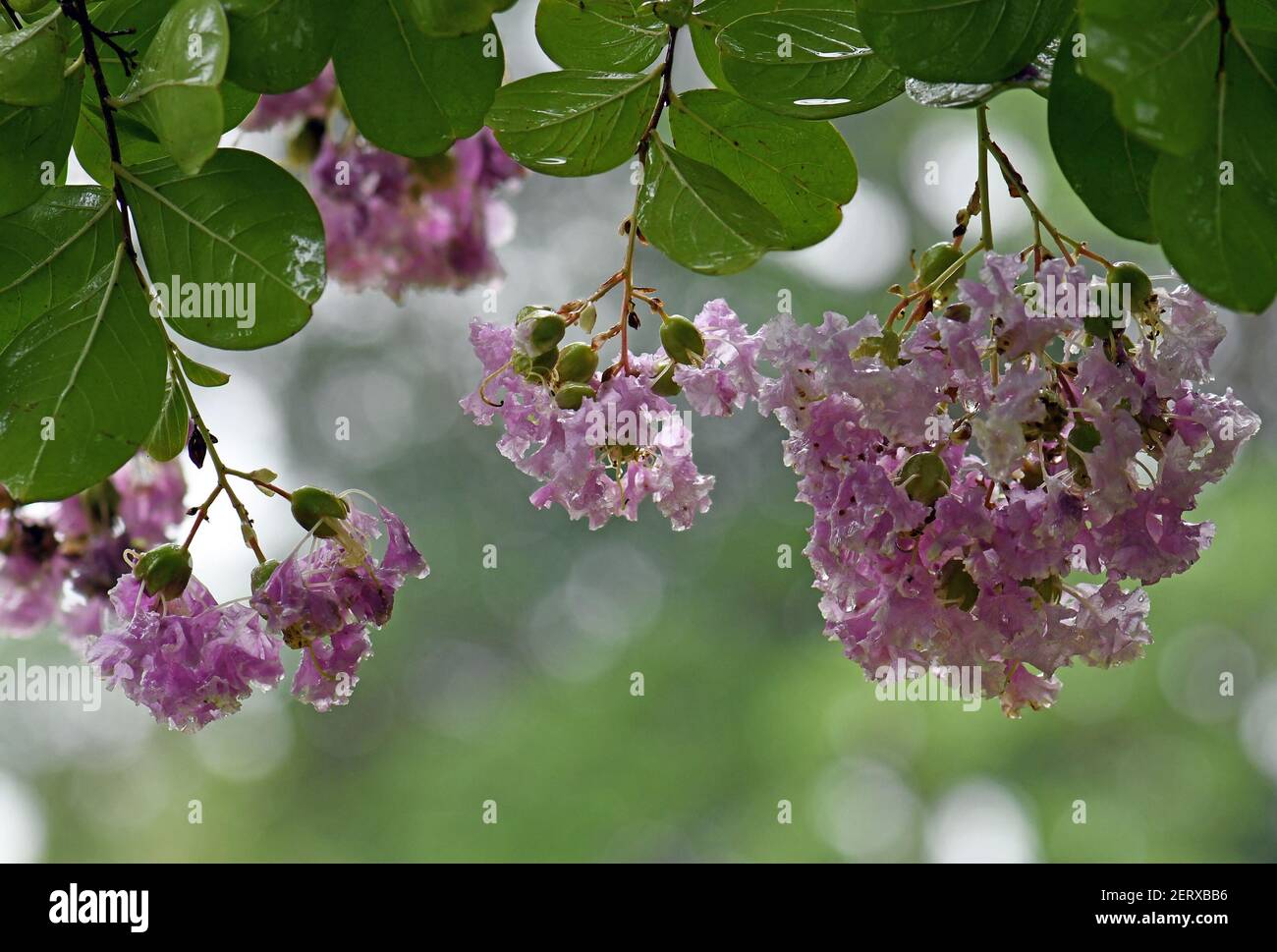 Rain drops on pink blossoms of a Crepe Myrtle tree, Lagerstroemia, family Lythraceae Stock Photo