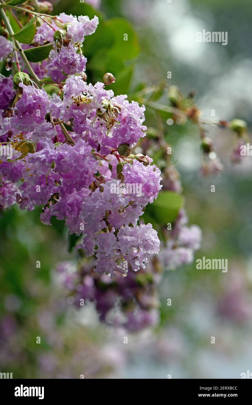 Rain drops on pink blossoms of a Crepe Myrtle tree, Lagerstroemia, family Lythraceae Stock Photo