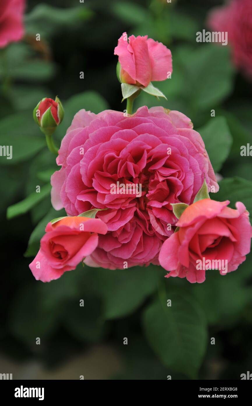 Pink English Shrub Roses Deep pink shrub English rose (Rosa) blooms on an exhibition in May ...