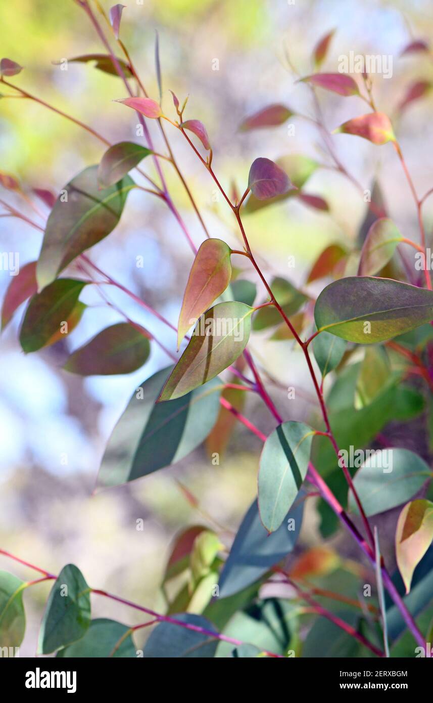 Australian gum tree leaves hi-res stock photography and images - Alamy