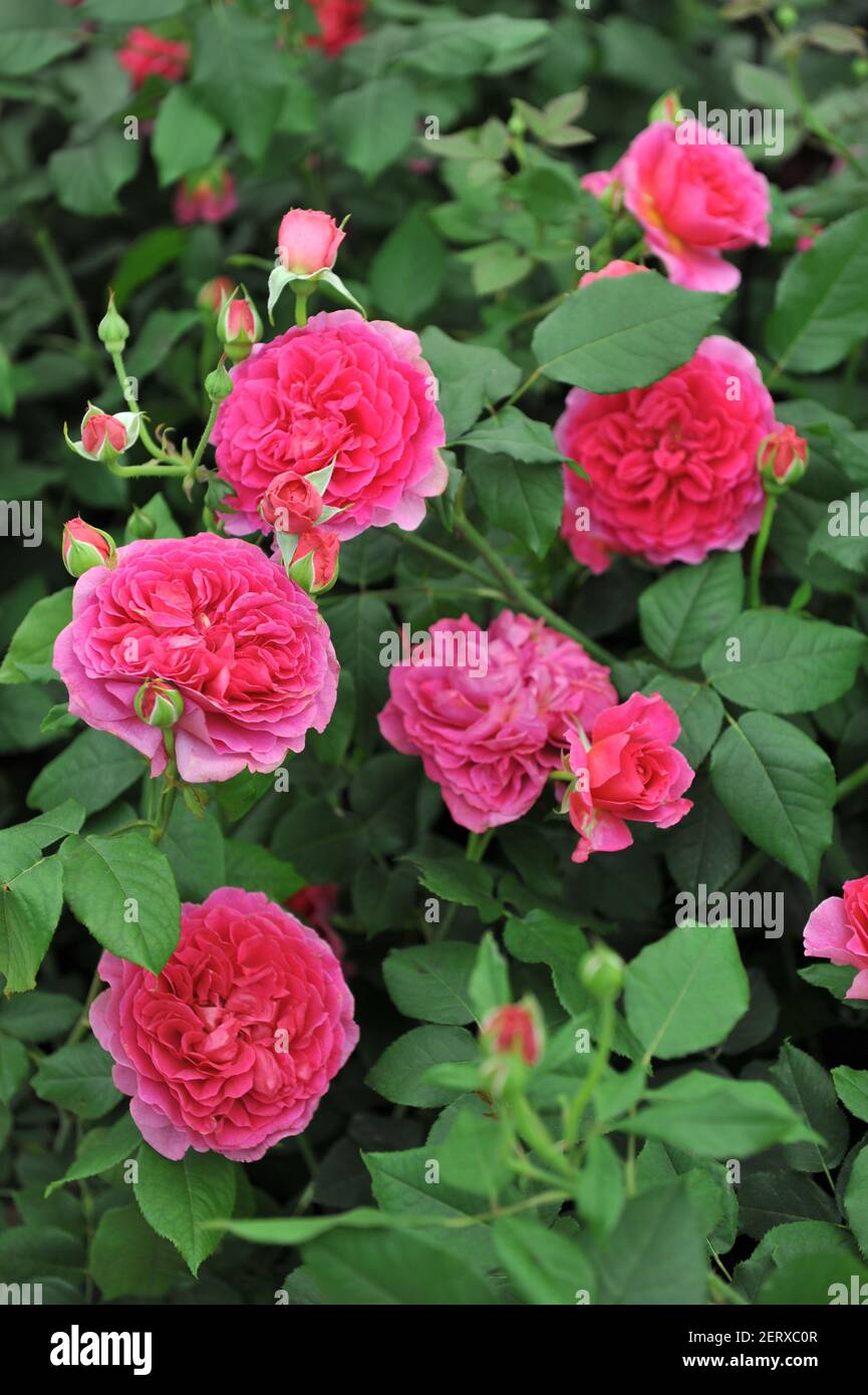 Deep pink shrub English rose (Rosa) blooms on an exhibition in May Stock Photo