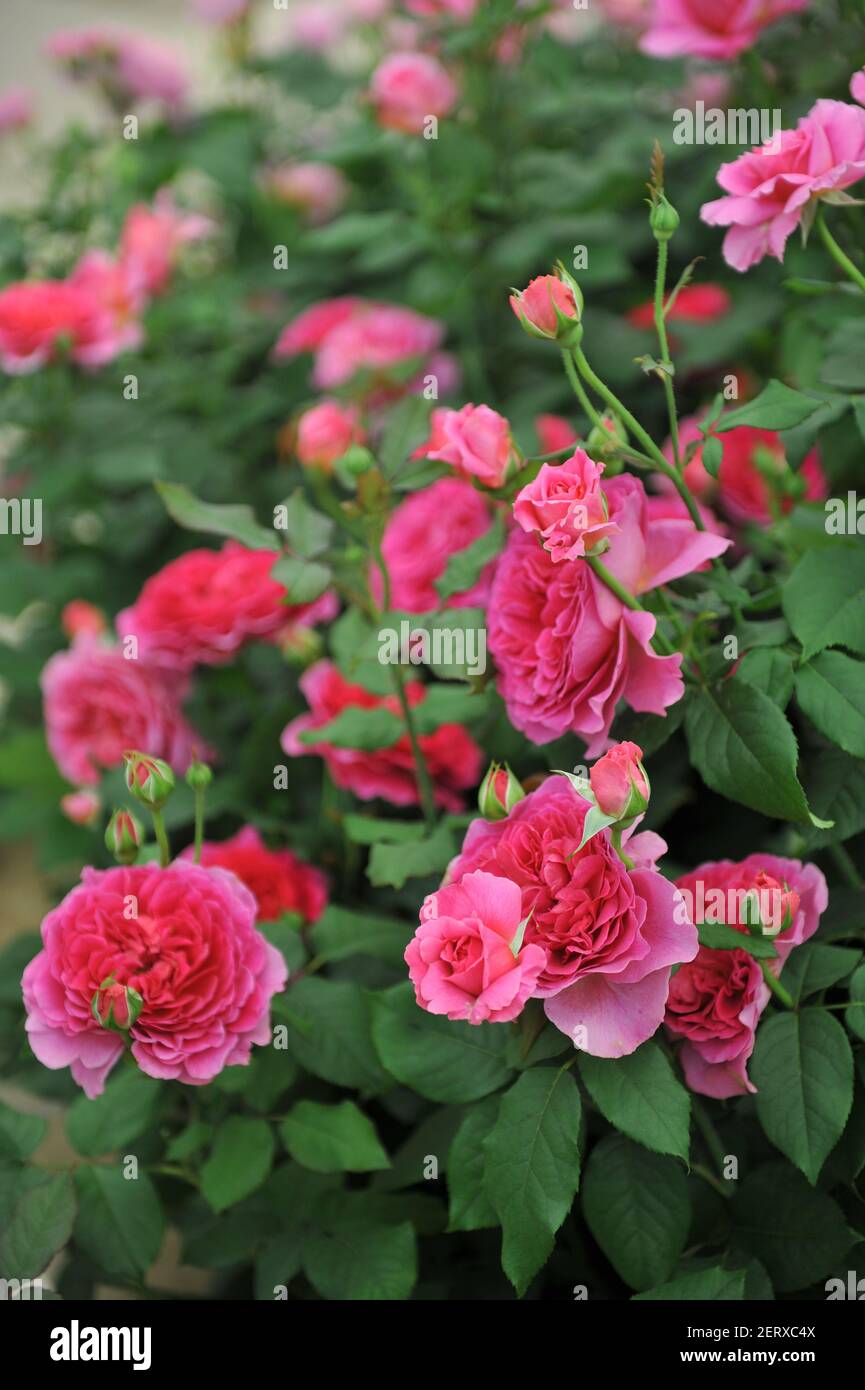 Rosa blooms hi-res stock photography and images - Alamy