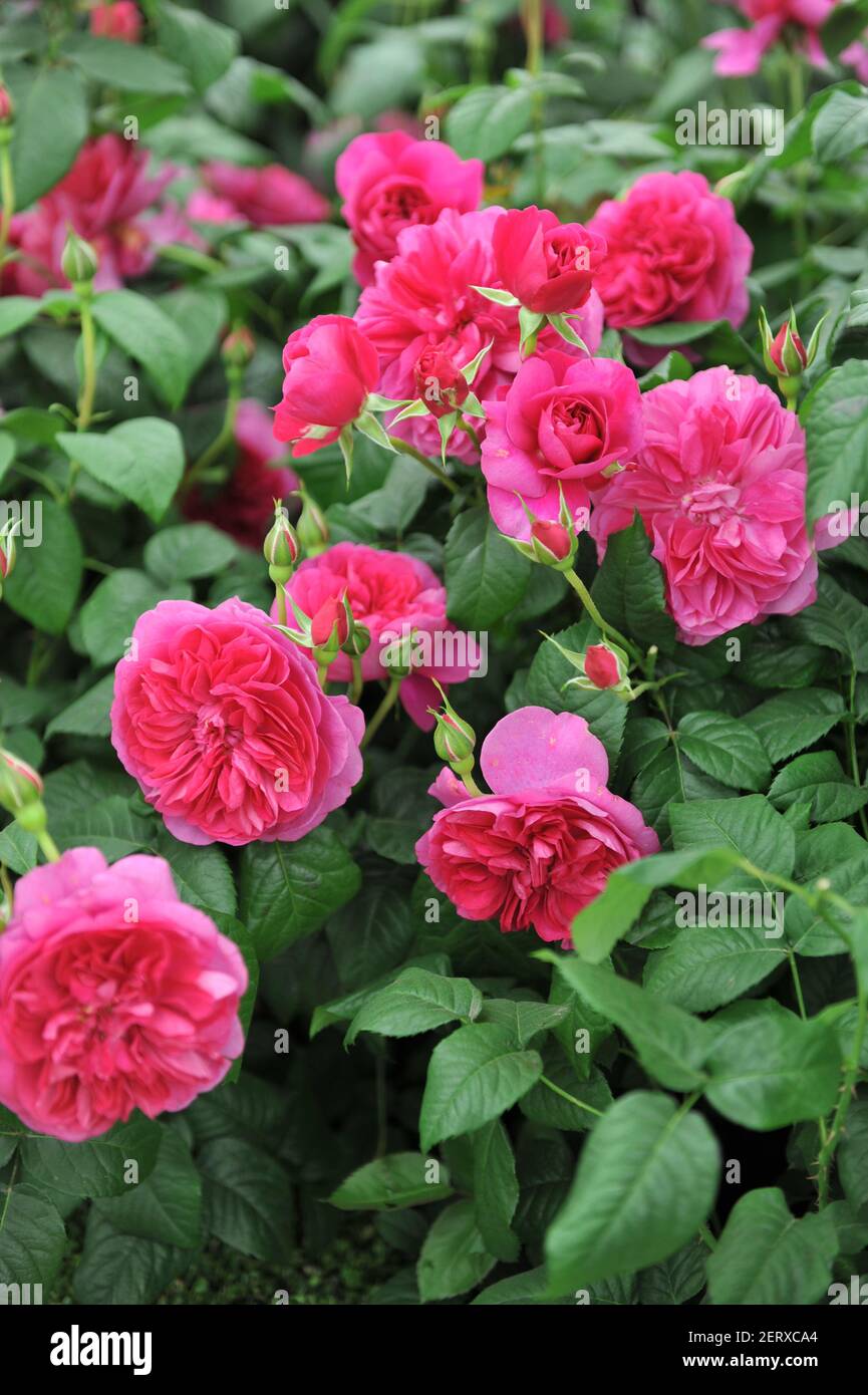 Deep pink shrub English rose (Rosa) James L. Austin blooms on an ...