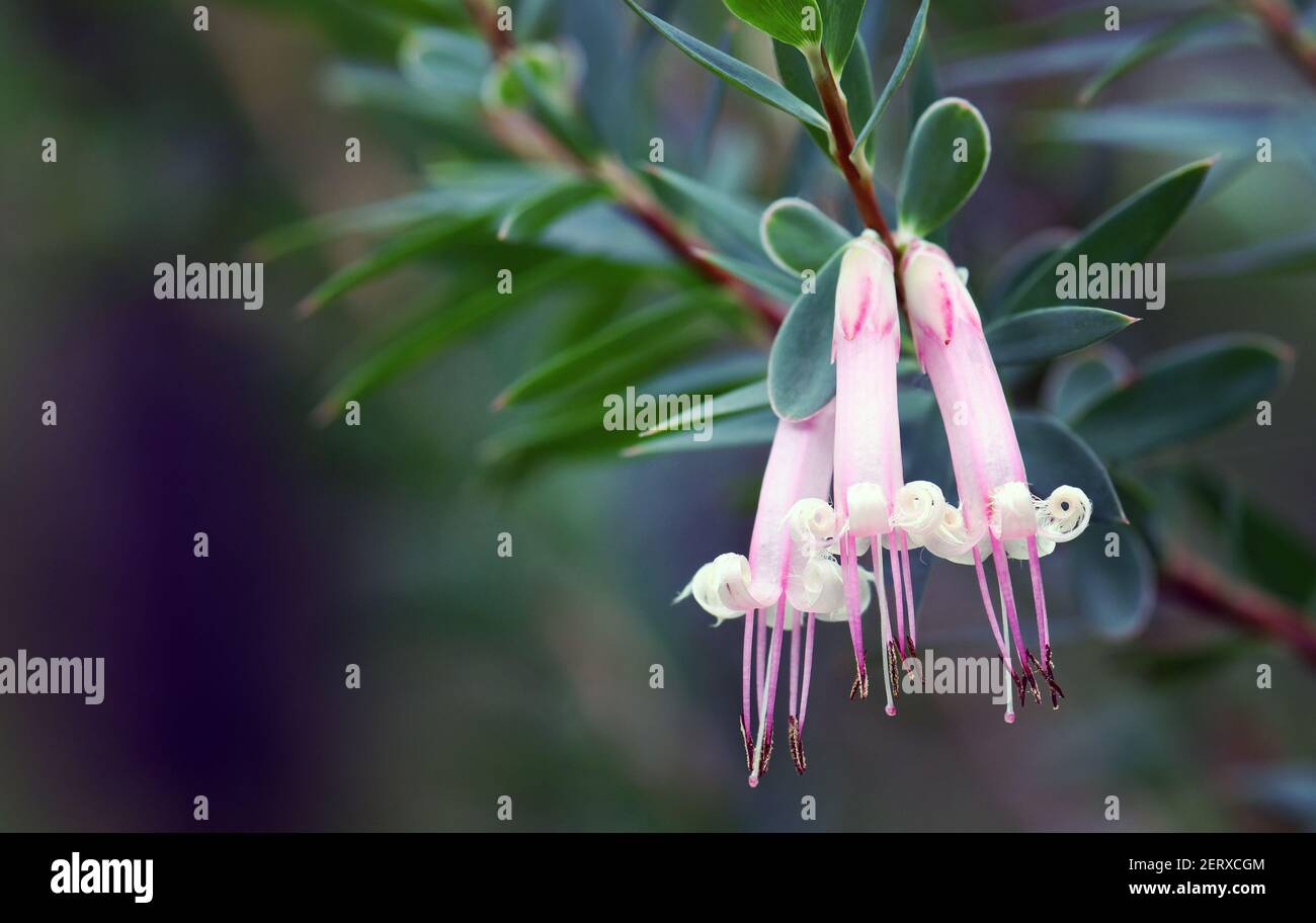 Australian native Pink Five-Corners Flowers, Styphelia triflora, family Ericaceae, growing in Sydney woodland, NSW, Australia. Stock Photo