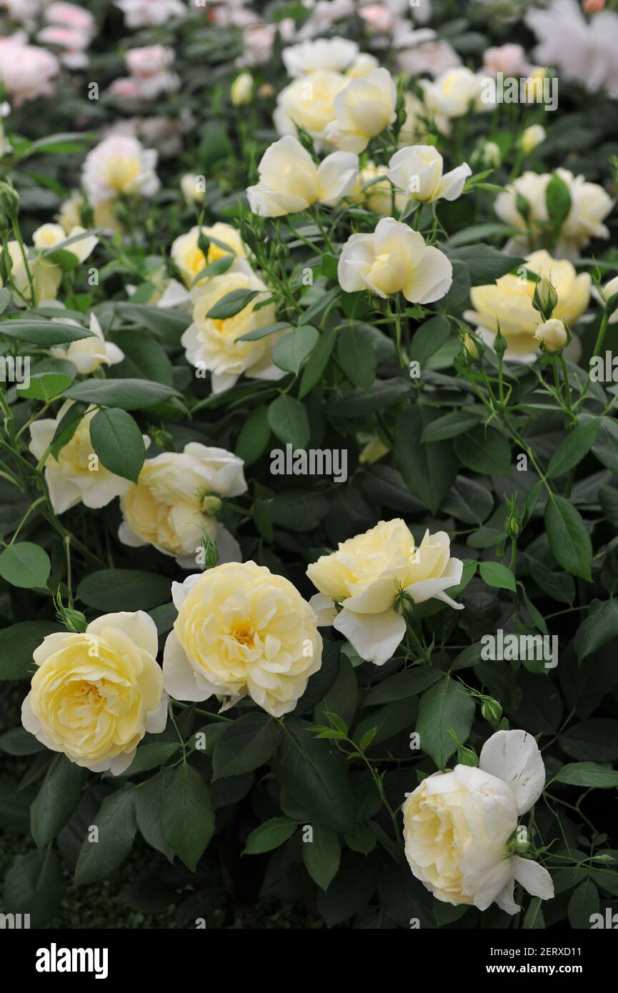 Light yellow shrub English rose (Rosa) Vanessa Bell blooms on an exhibition  in May Stock Photo - Alamy