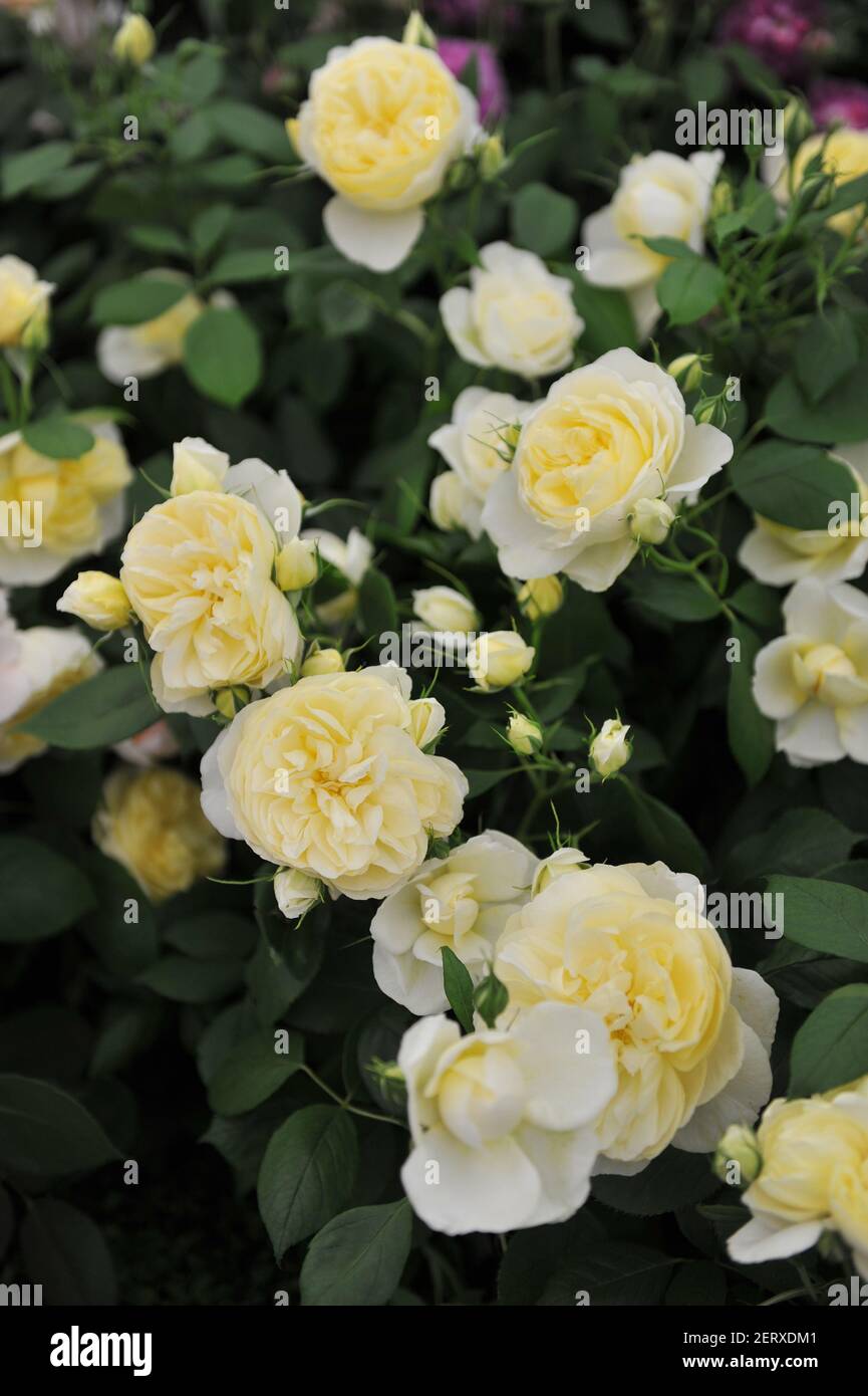 Light yellow shrub English rose (Rosa) Vanessa Bell blooms on an exhibition in May Stock Photo