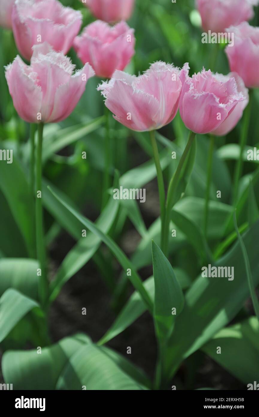 Tulipa family liliaceae hi-res stock photography and images - Alamy