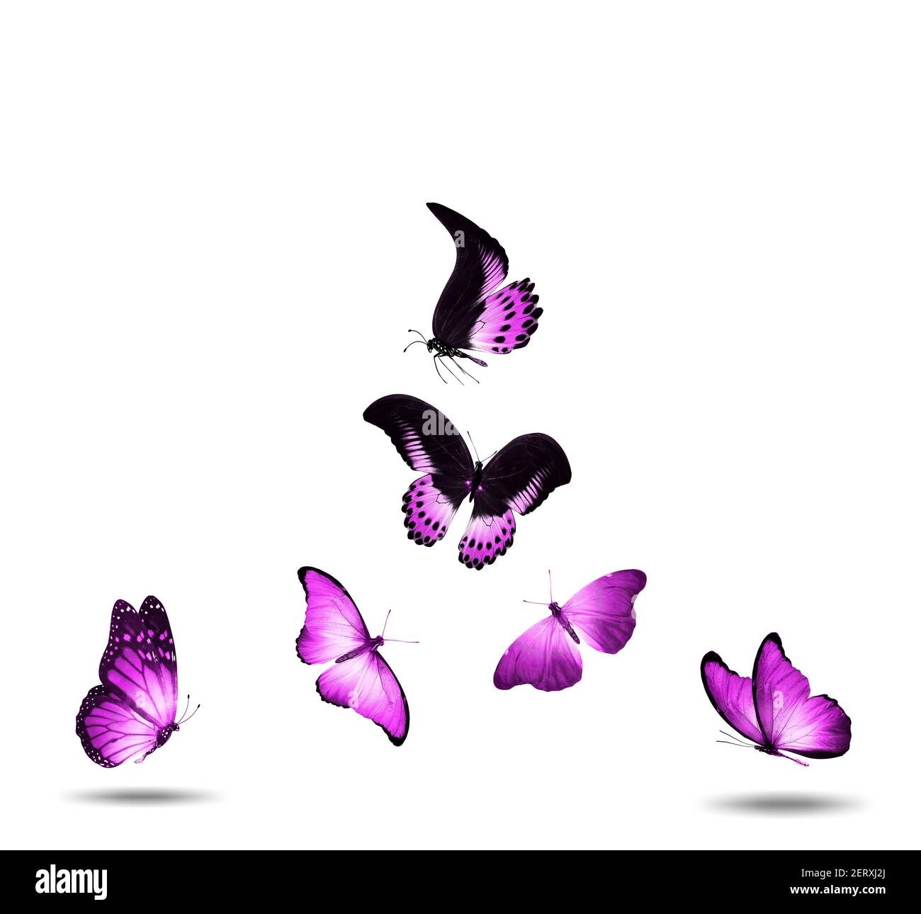 flock of pink butterflies isolated against a white background Stock Photo -  Alamy