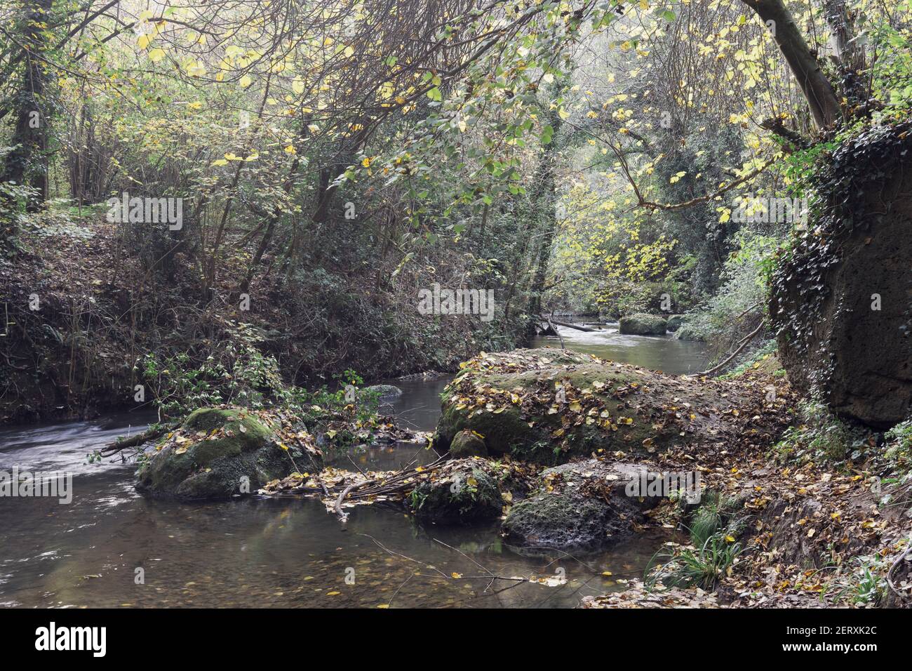 A stretch of river in the middle of vegetation illuminated by a diffused light Stock Photo