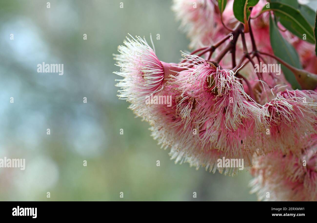 Pink and white blossoms of the Australian native gum tree Corymbia Fairy Floss, family Myrtaceae