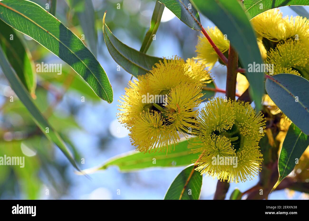 Vibrant yellow flowers of the mallee gum tree Eucalyptus erythrocorys, family Myrtaceae. Also known as the Illyarrie, Red capped Gum or Helmet nut gum Stock Photo
