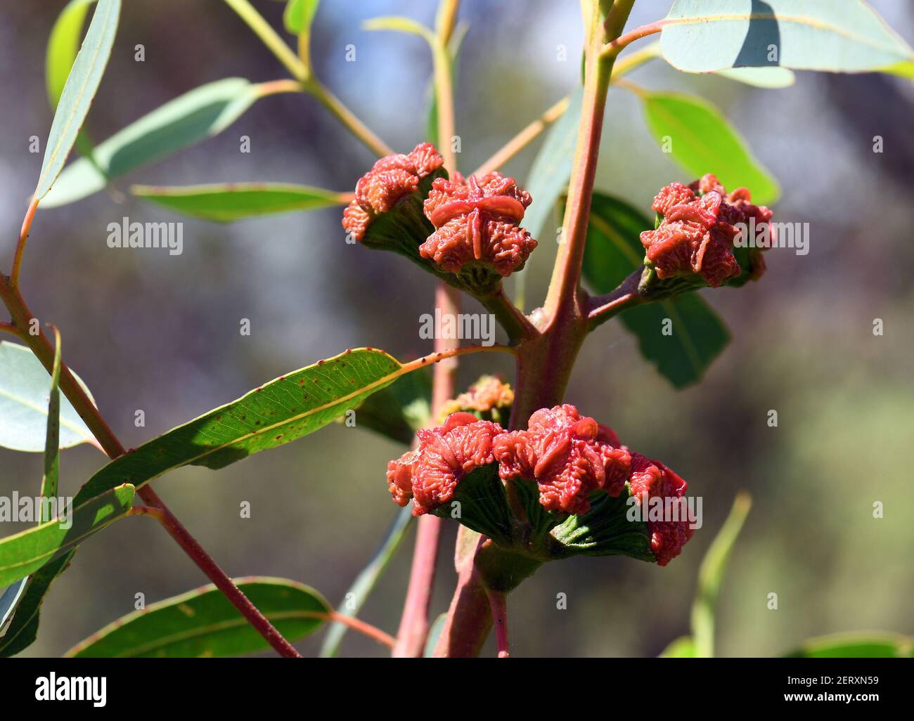 Red buds of the Australian native mallee gum tree Eucalyptus erythrocorys, family Myrtaceae. Also known as the Illyarrie, Red capped Gum or Helmet nut Stock Photo
