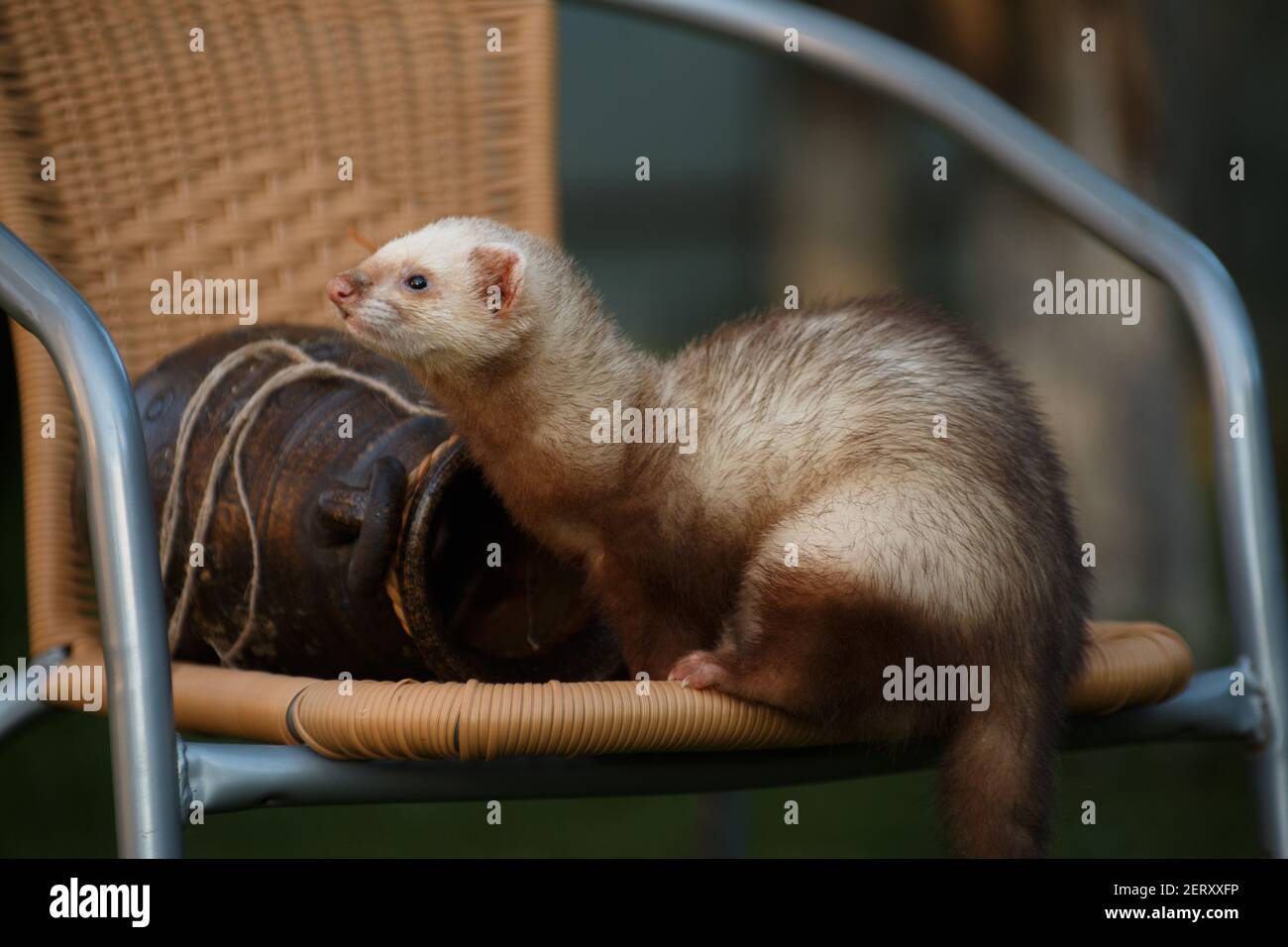 The young brisk animal ferret, sits next to a clay amphora on a wicker chair in the cottage outside the premises in the summer Stock Photo