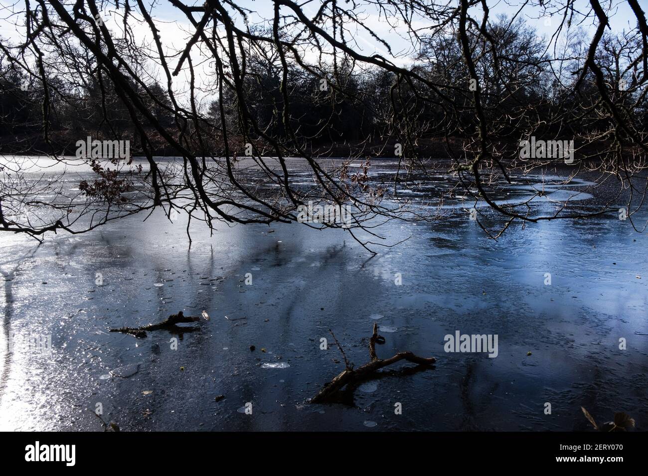 Trees hanging over water hi-res stock photography and images - Alamy