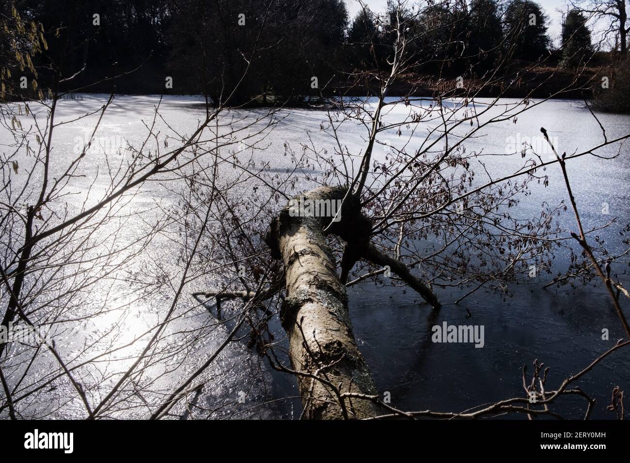 Submerged tree branches hi-res stock photography and images - Alamy