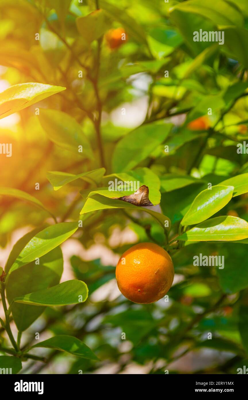 Kumquat fruits in summer garden, closeup view. Fortunella japonica kumquats glowing in the suumer garden Stock Photo