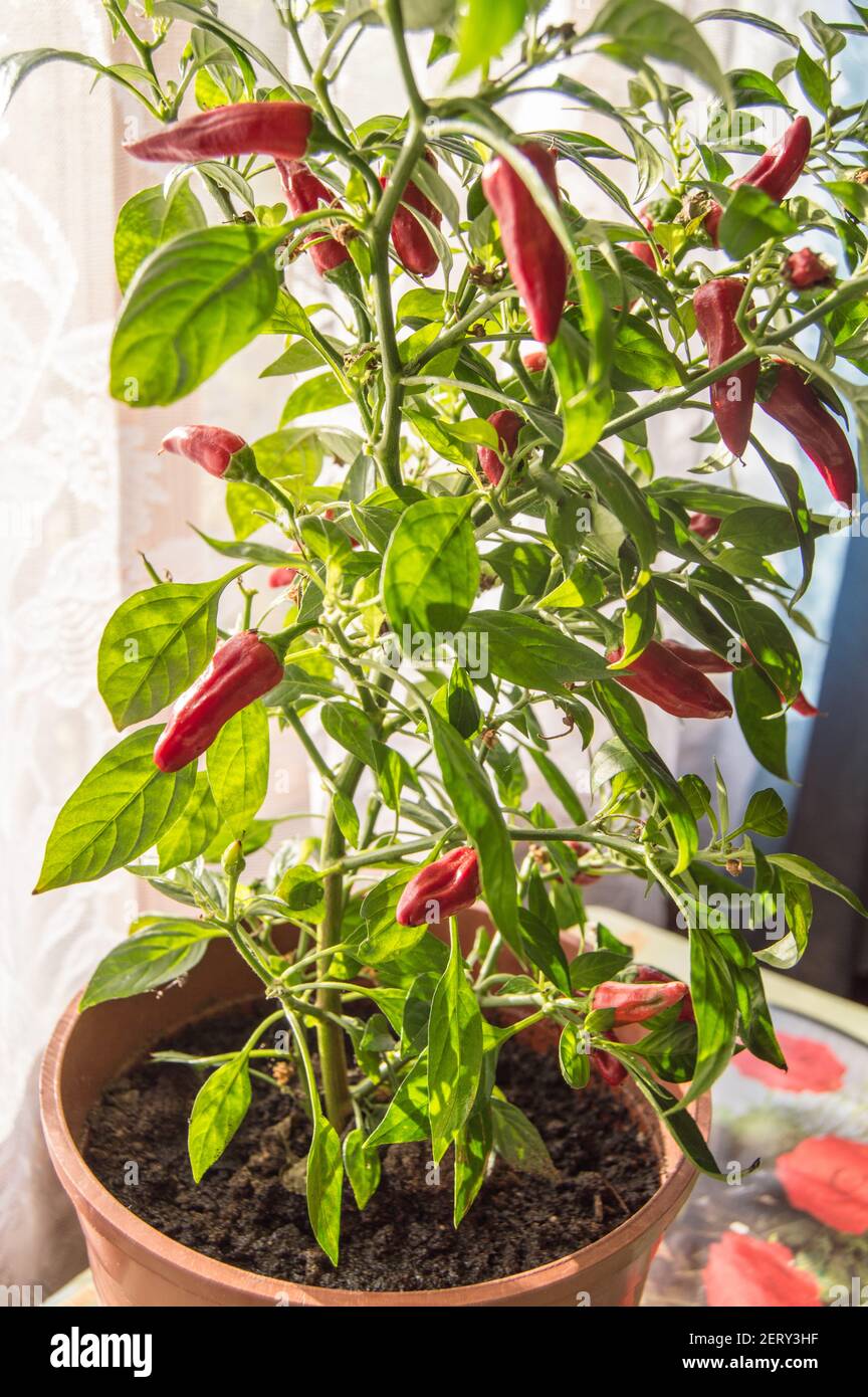 Home cultivation of red chili peppers in a pot. Ripe red hot chili