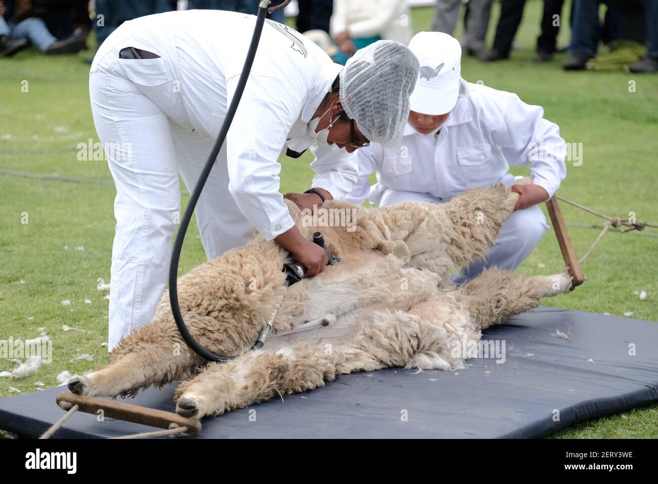Shearers show off their skills during the International Alpaca Shearing