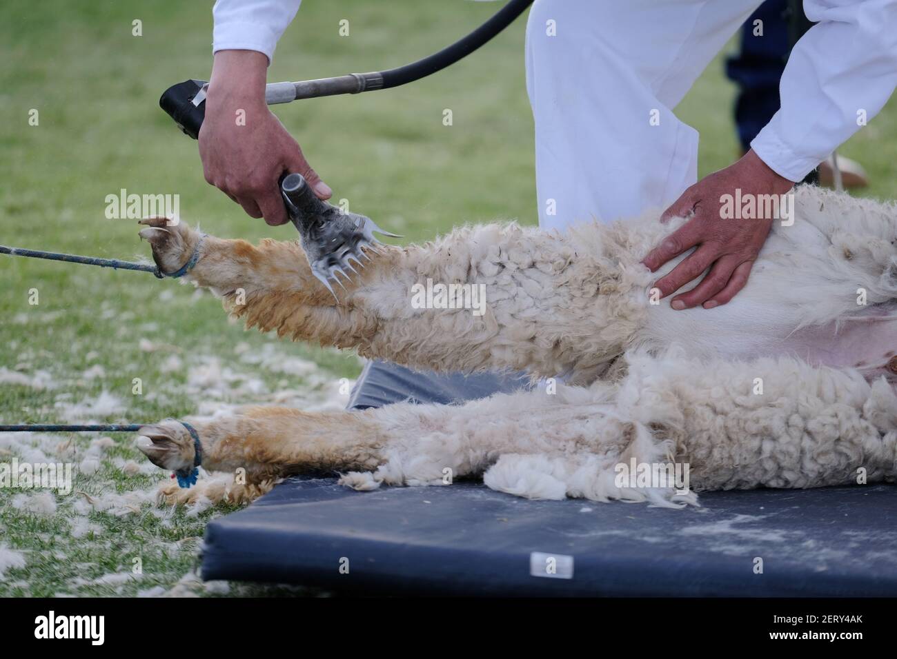 Shearers show off their skills during the International Alpaca Shearing