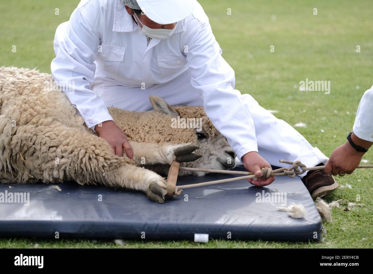 Shearers restrain an alpaca during the International Alpaca Shearing