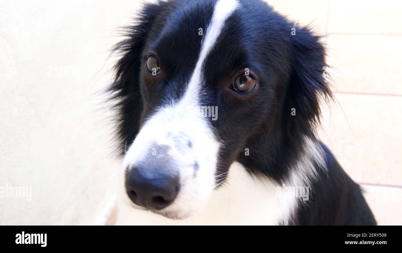 Border Collie dog, posing for photo at home, Brazil, Sout America with focus on eyes, with sad expression Stock Photo