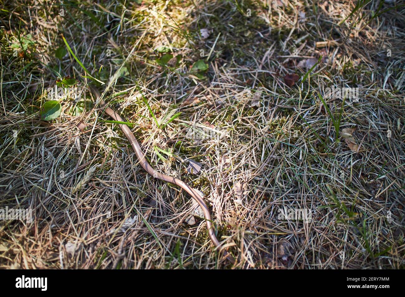 Snake tree roots hi-res stock photography and images - Alamy