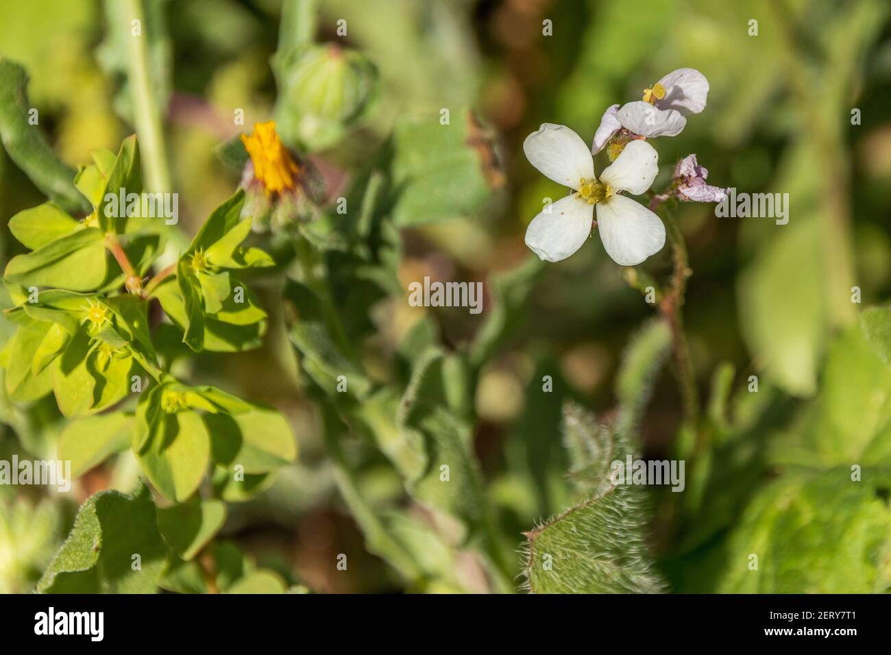 Diplotaxis erucoides, White Rocket Plant in Flower Stock Photo