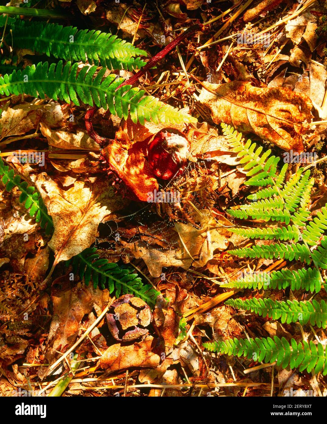 autumn, woodland floor, Stock Photo