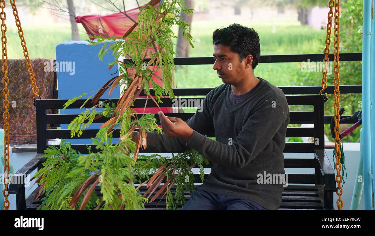 Beautiful view of a man with Albizia lebbeck leaves closeup. Man sitting on iron chair and picking green leaves or natal beans from Siris plant. Stock Photo
