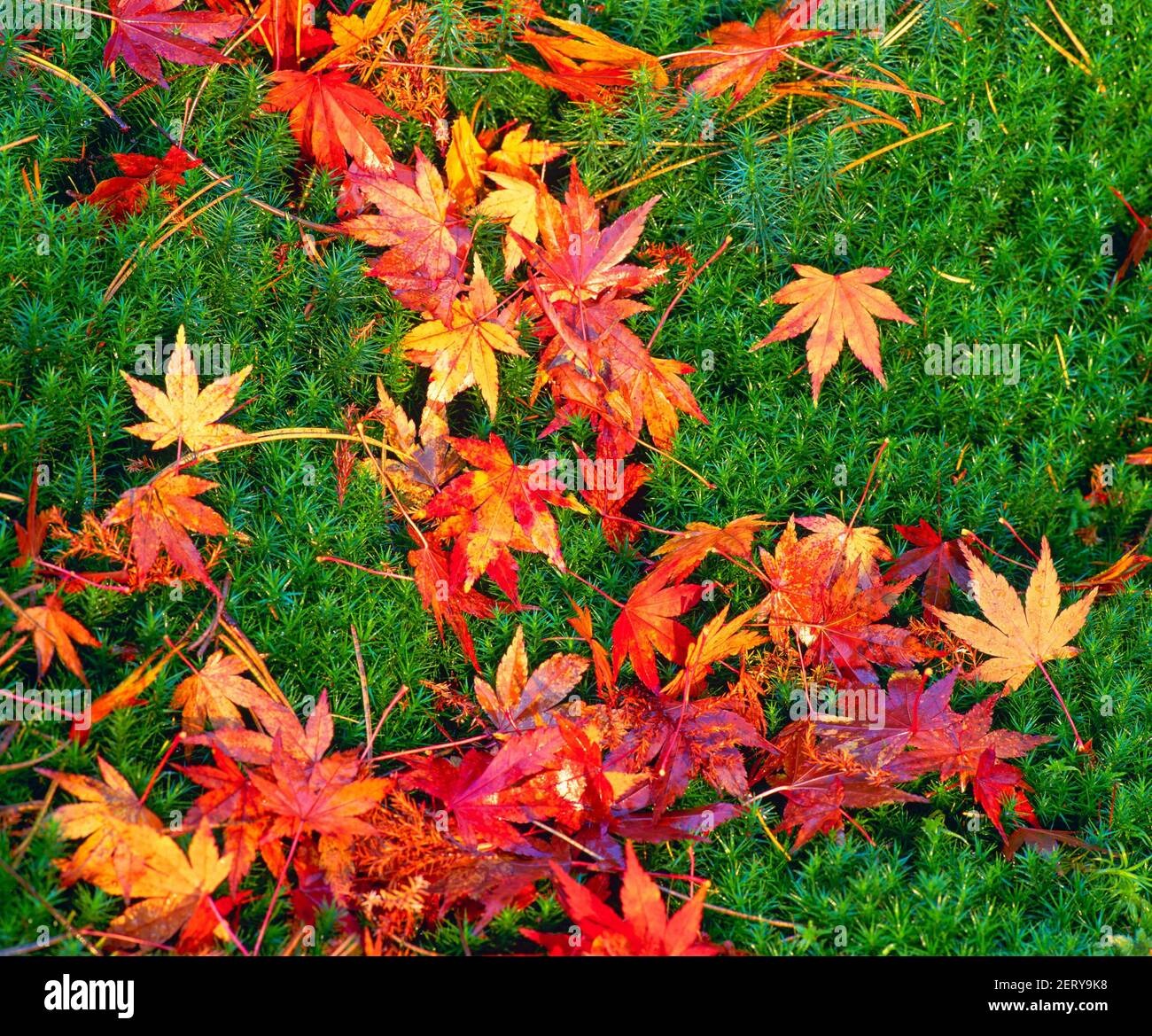 autumn, ground cover, Stock Photo