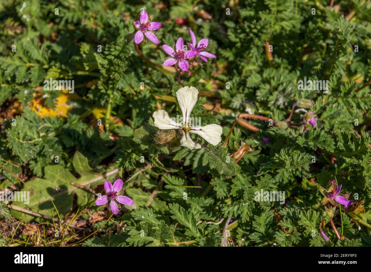 Eruca Sativa Flowers High Resolution Stock Photography And Images Alamy Eruca Sativa Flowers High Resolution Stock Photography And Images Alamy