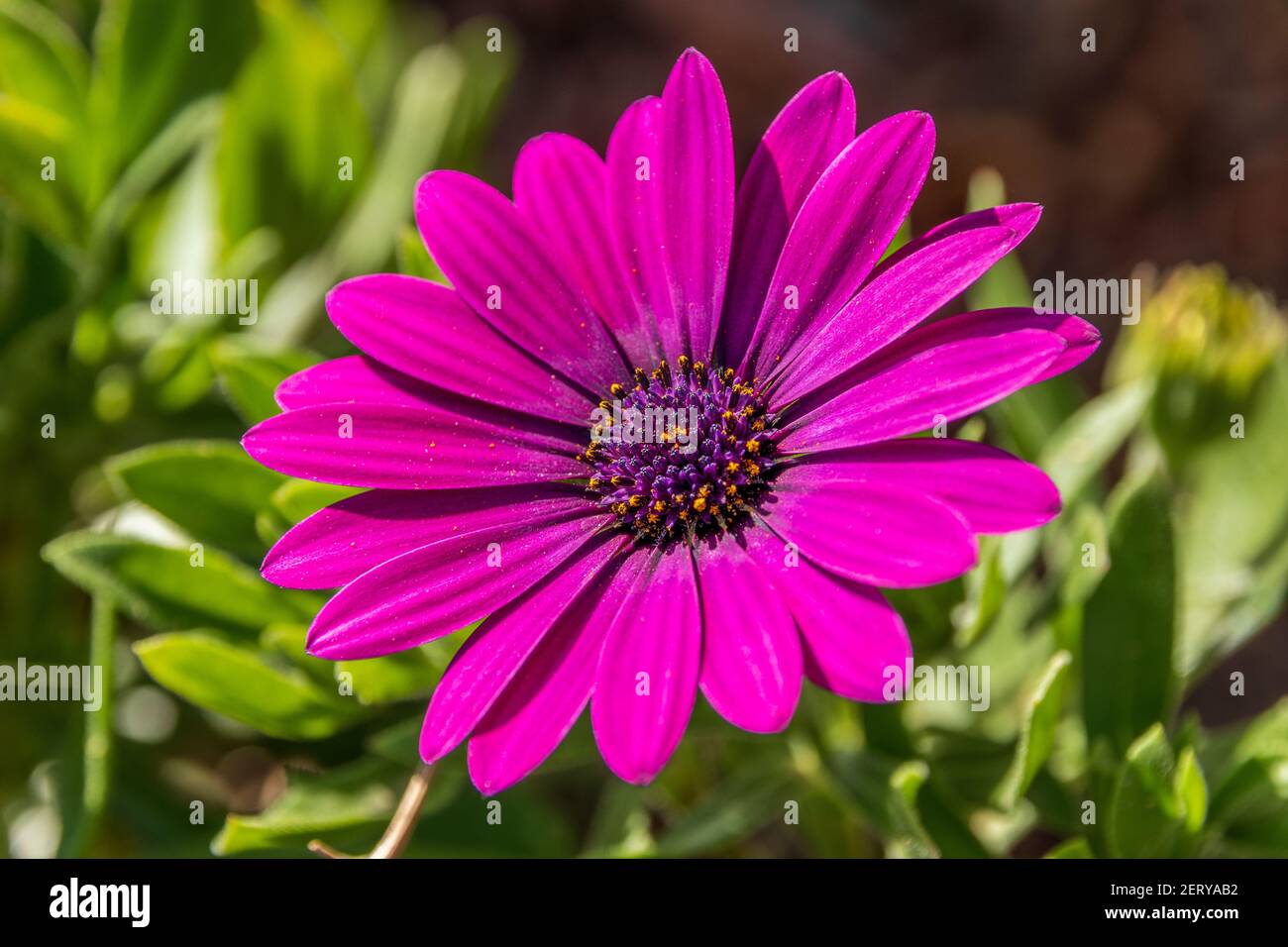 Osteospermum, Single Purple Daisy Flower Stock Photo