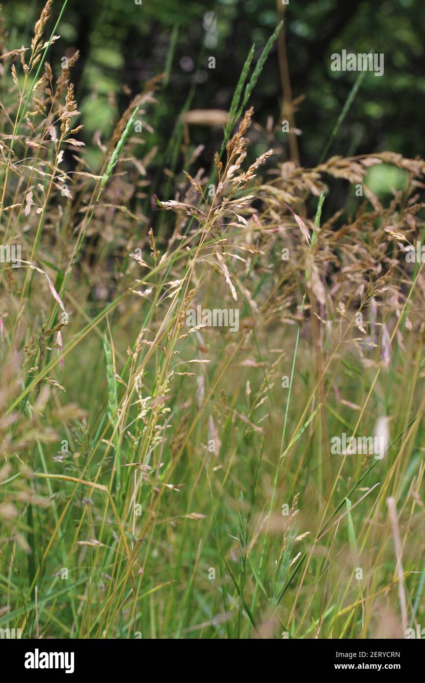 Kentucky bluegrass plant hi-res stock photography and images - Alamy